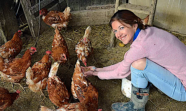 Champs libres aux poules dans le Gers